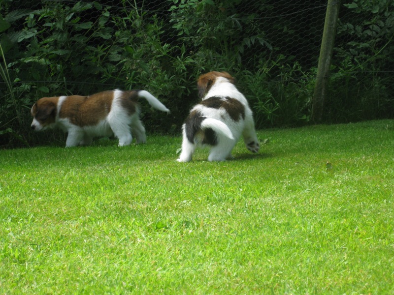 Puppies